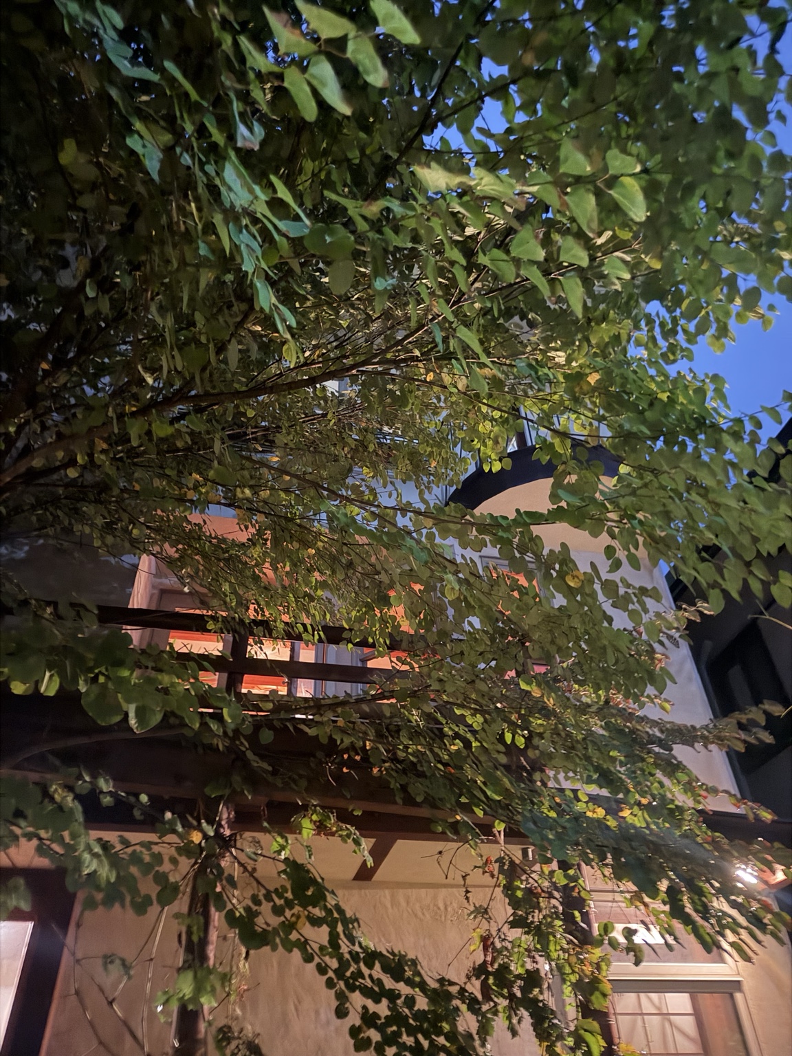 木々に包まれた御影草屋根邸の外観、夕暮れ時
